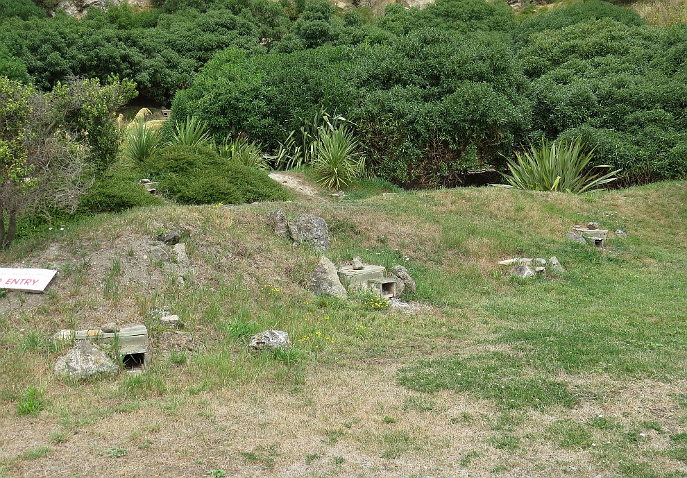 Bruthöhlen der Blauen Pinguine