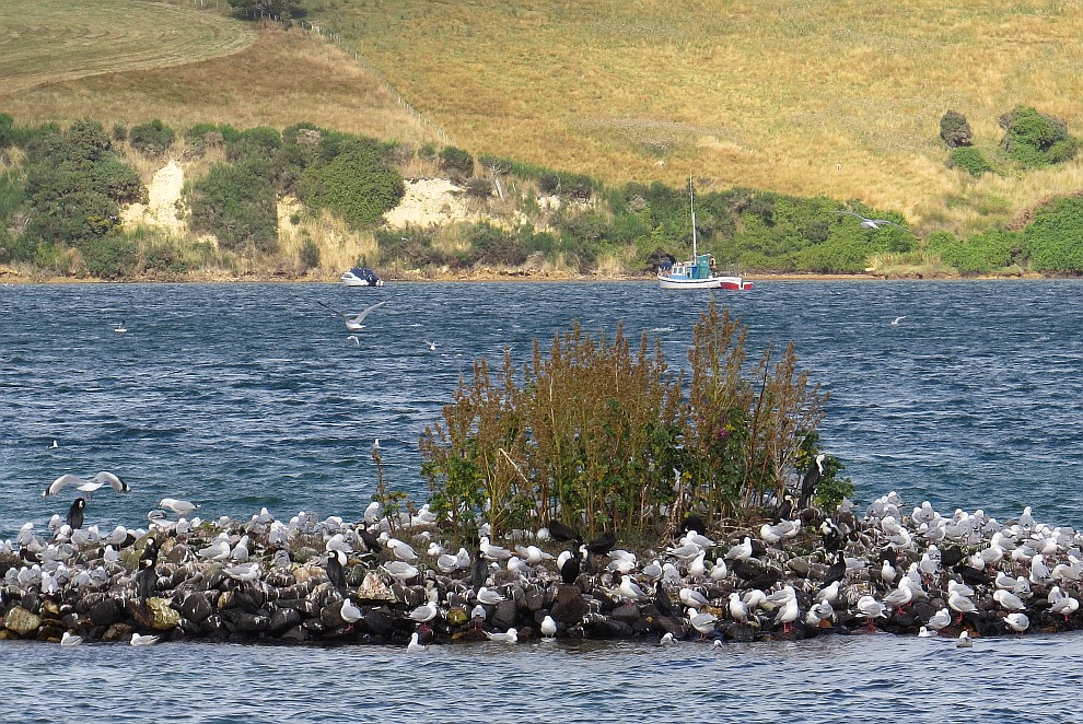 Möwen und Kormorane