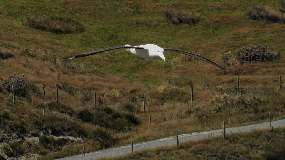 Royal Albatross