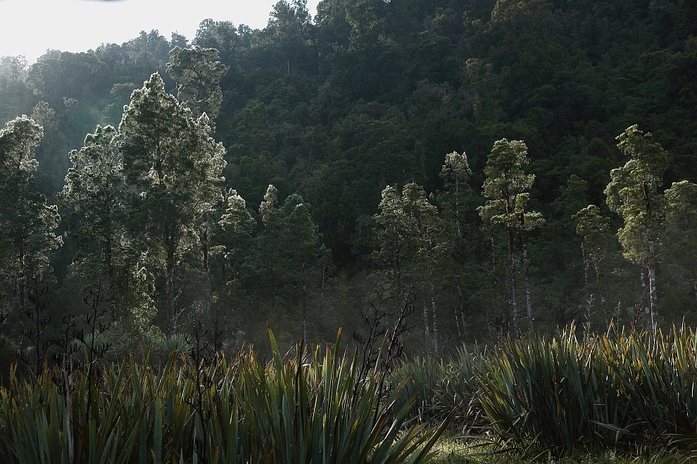Bäume in der Morgensonne