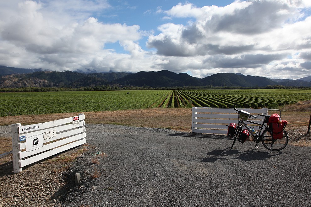 Weinanbau im Wairau Valley