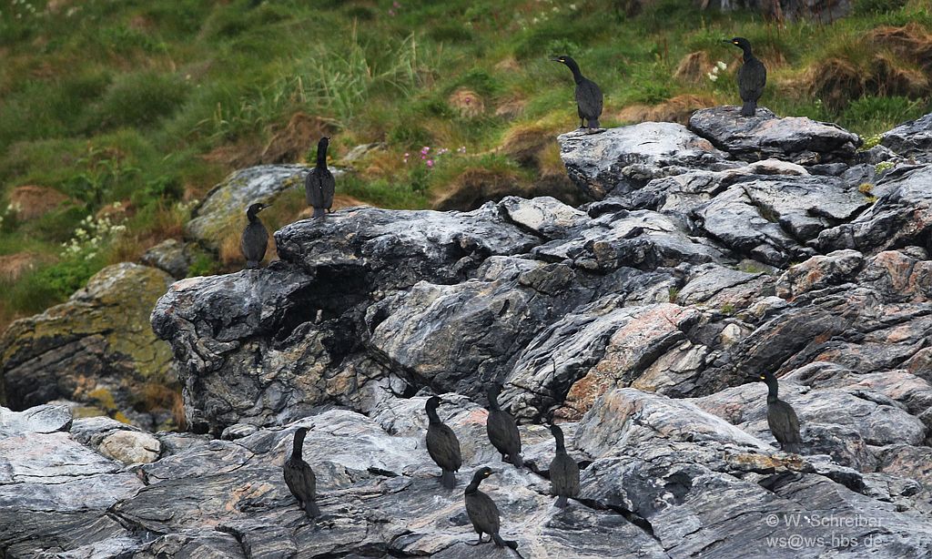 090615-153020-9954-Kormorane