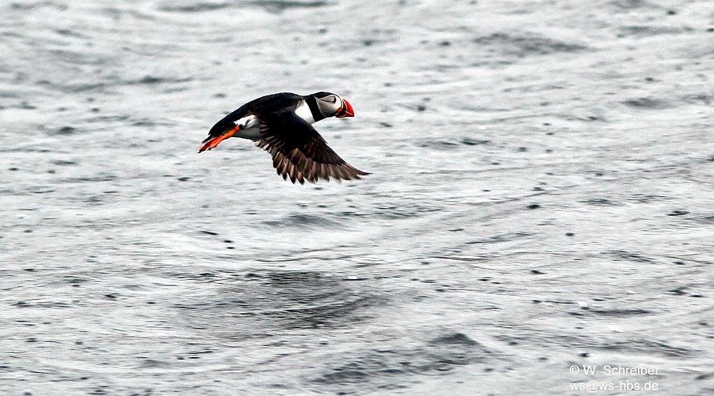 090615-153418-9965-Papageientaucher