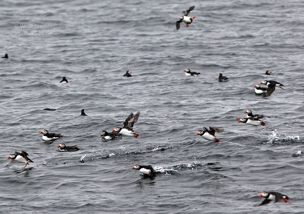 090615-154036-9989-Papageientaucher