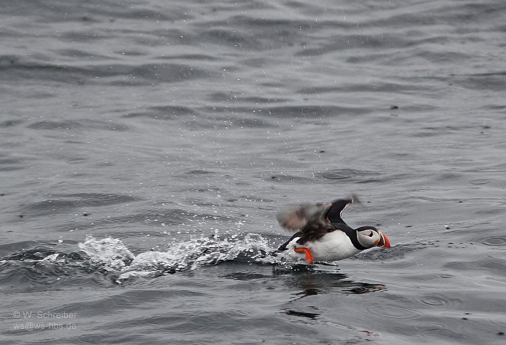 090615-154206-0002-Papageientaucher