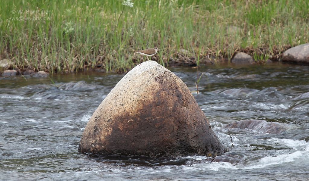 090622-0833-Flussuferlaeufer