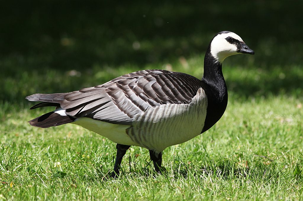 090627-1143-Nonnengans