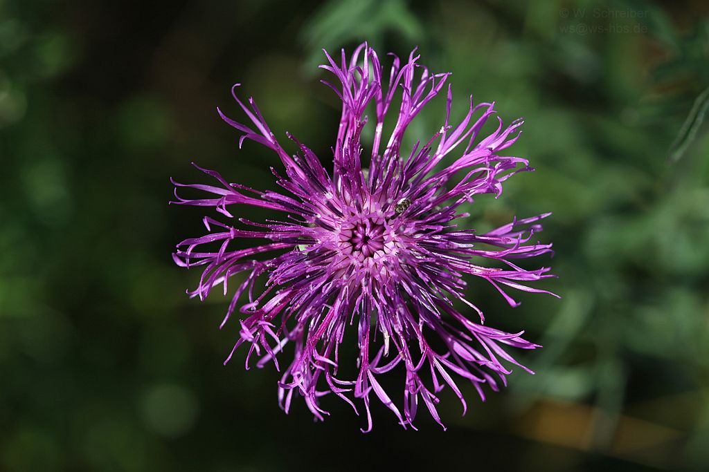 090629-1400-Skabiosen-Flockenblume