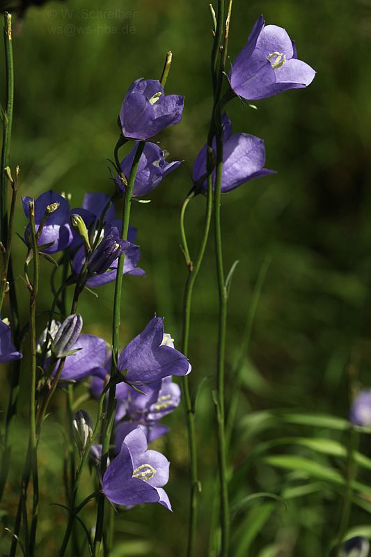 090629-1522_Glockenblume