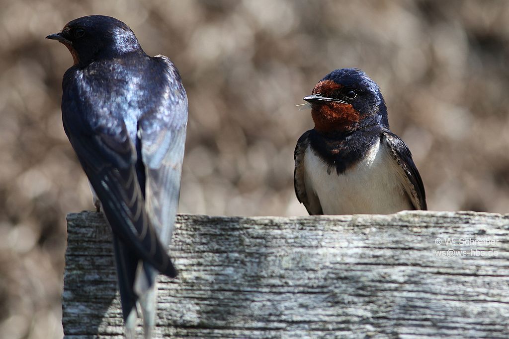 090630-2269-Rauchschwalben